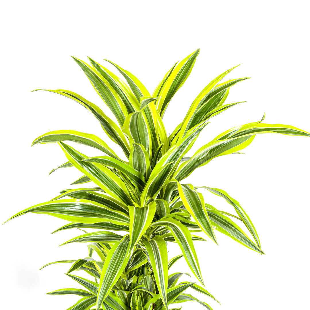 Dracaena Deremensis Lemon Lime with basket Ø24cm - ↕130 - 150cm