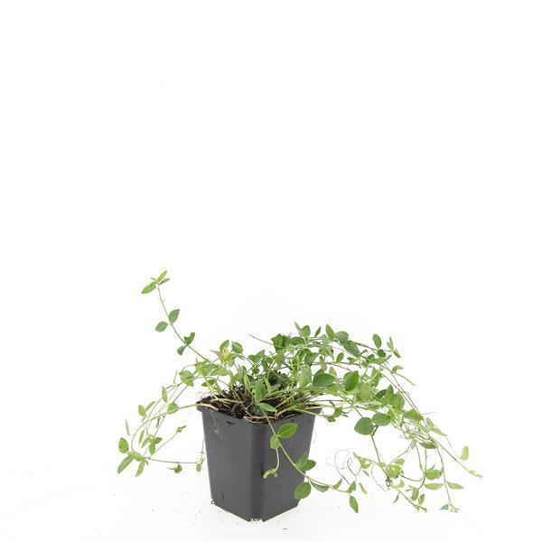 48x Vinca minor 'Gertrude Jekyll' White Flowering Ground Cover - 9cm