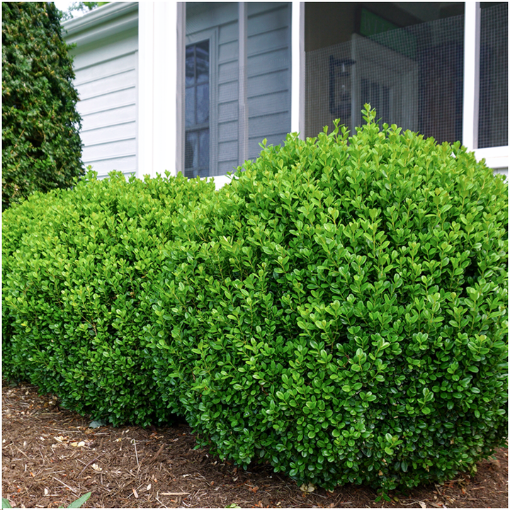 Buxus NewGen Freedom boxwood shrubs, pack of 48, image 3