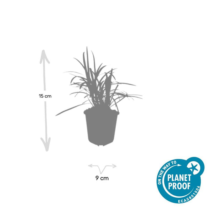 24x Liriope muscari 'Monroe White' - ↕10-25cm - Ø9cm