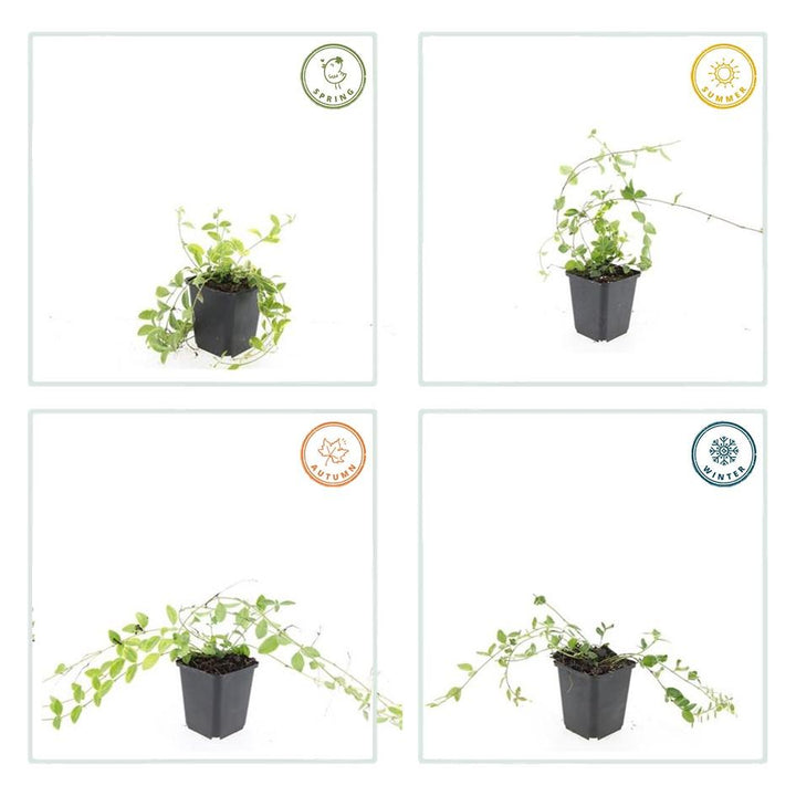 60x Vinca minor 'Aureovariegata' - ↕10-25cm - Ø9cm