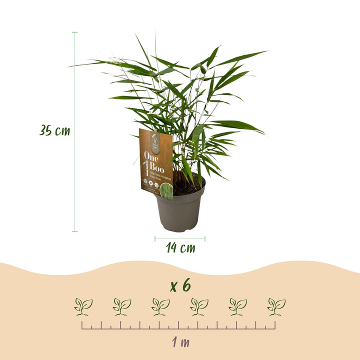 18 Fargesia Asian Wonder clumping bamboo plants in 14cm pots - view 3