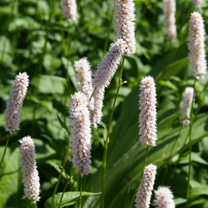 48x Persicaria bistorta 'Superba' - ↕10-25cm - Ø9cm