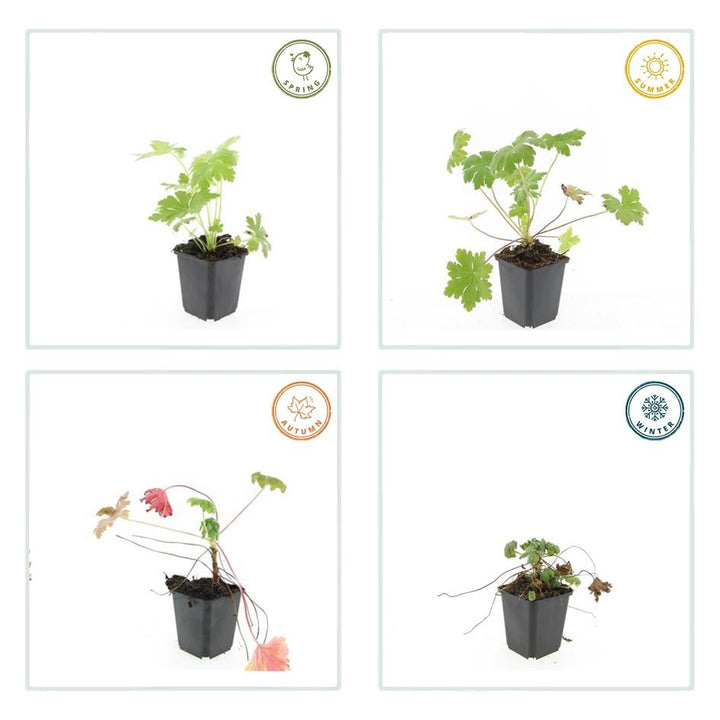 6x Geranium macr. 'Ingwersen's Var.' - ↕10-25cm - Ø9cm full-plant overview, blue-violet garden flowers and soft foliage
