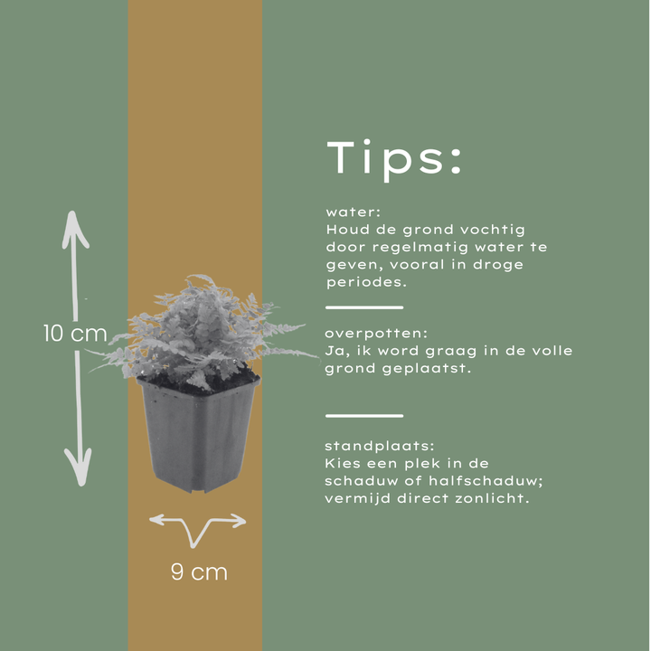 60x Dryopteris filix-mas - ↕10-25cm - Ø9cm