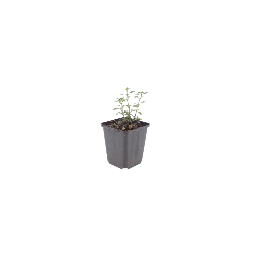24x Teucrium lucidrys - ↕10-25cm - Ø9cm — healthy root ball and nursery pot ready to ship from Ireland