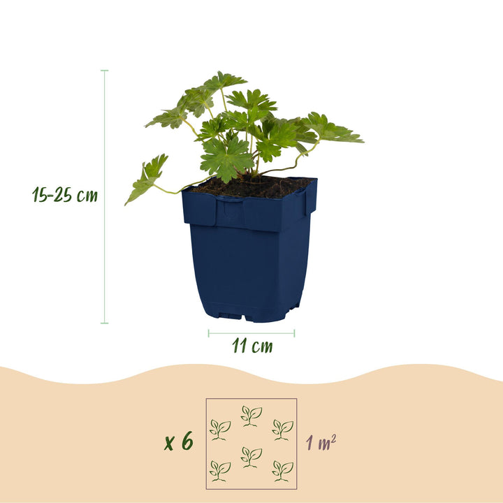 24 Geranium 'Rozanne' cranesbill plants in 11cm pots, 15-25cm tall - view 3
