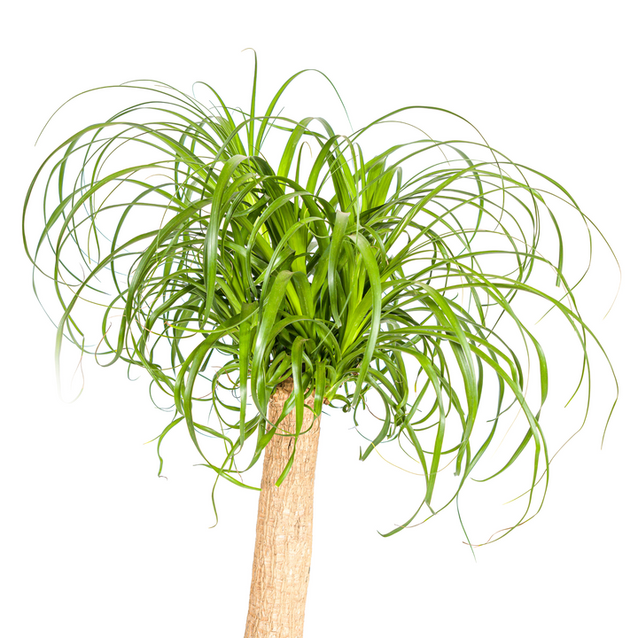 Beaucarnea Recurvata Stam 80-100cm — Ponytail Palm in 24cm pot