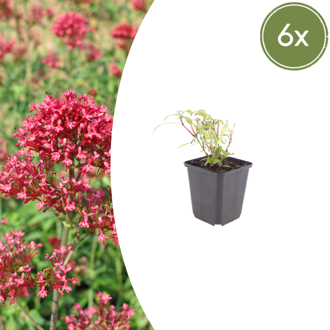 6x Centranthus ruber 'Coccineus' - ↕10-25cm - Ø9cm styled in an Irish home interior