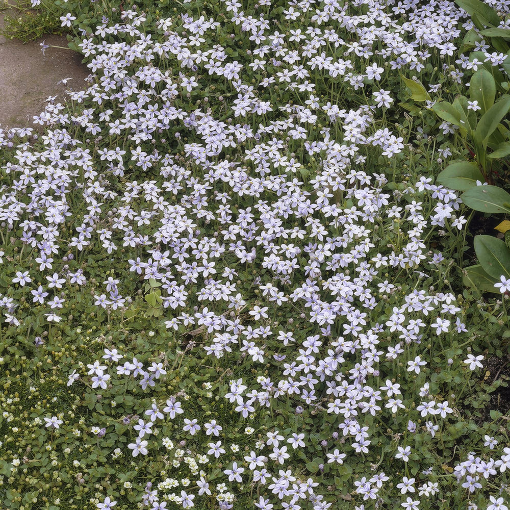 Healthy foliage and strong roots close-up of 24x Isotoma fluviatilis - ↕10-25cm - Ø9cm