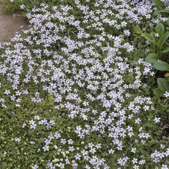 Healthy foliage and strong roots close-up of 24x Isotoma fluviatilis - ↕10-25cm - Ø9cm