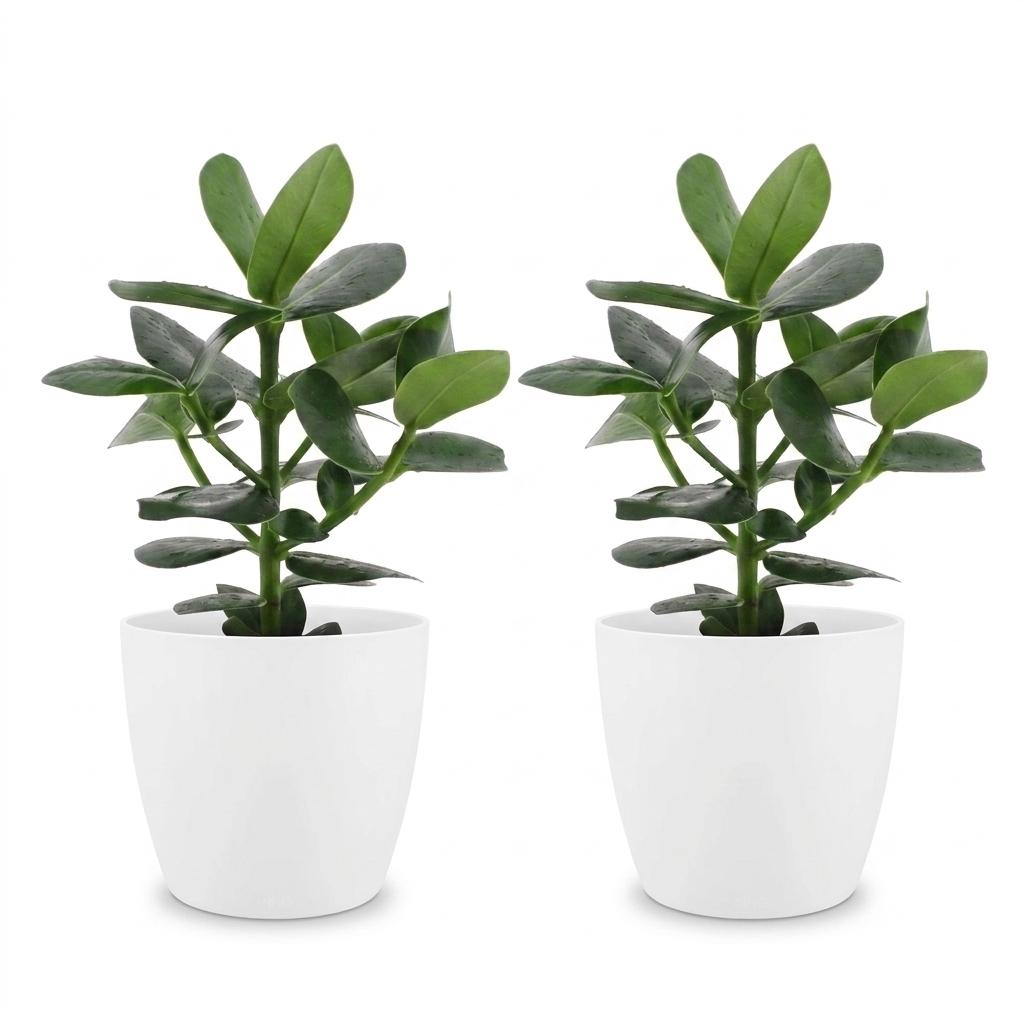 Autograph Tree (Clusia rosea 'Princess') - 2 Plants with White Ceramic Pot - 12cm Pot - 40cm Tall