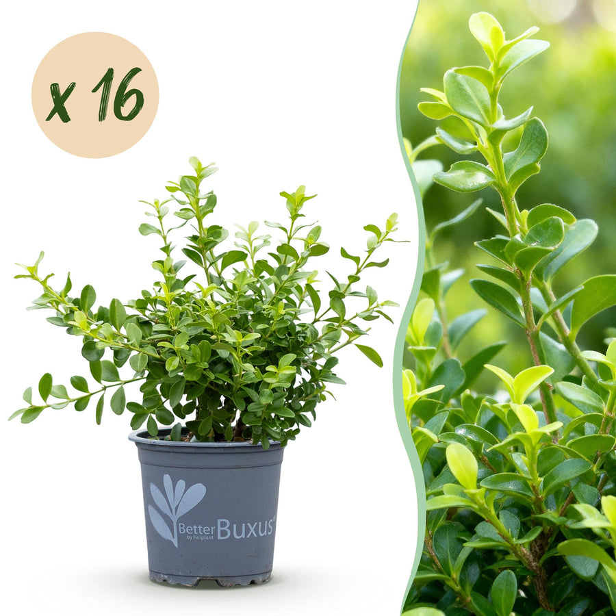 16 BetterBuxus Babylon Beauty box hedging plants in 9cm pots