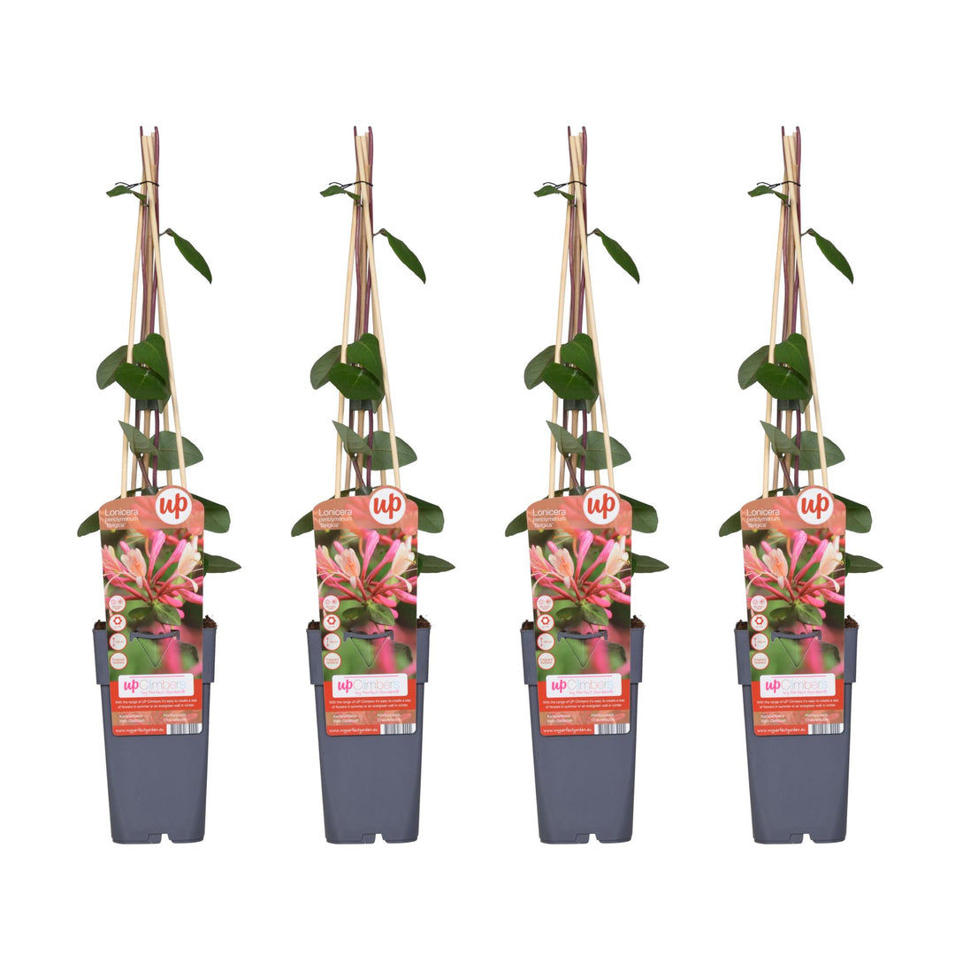 4x - Lonicera periclymenum 'Belgica' - ↨65cm - Ø15
