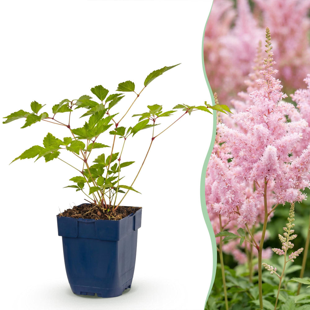 24 Astilbe japonica 'Europa' plants in 11cm pots, 15-25cm tall - view 2