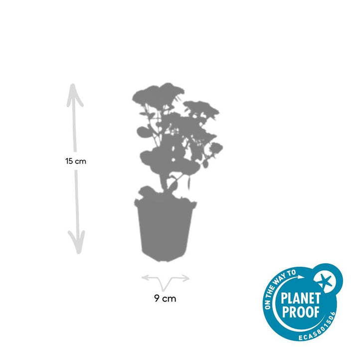 6x Sedum 'Herbstfreude' - ↕10-25cm - Ø9cm