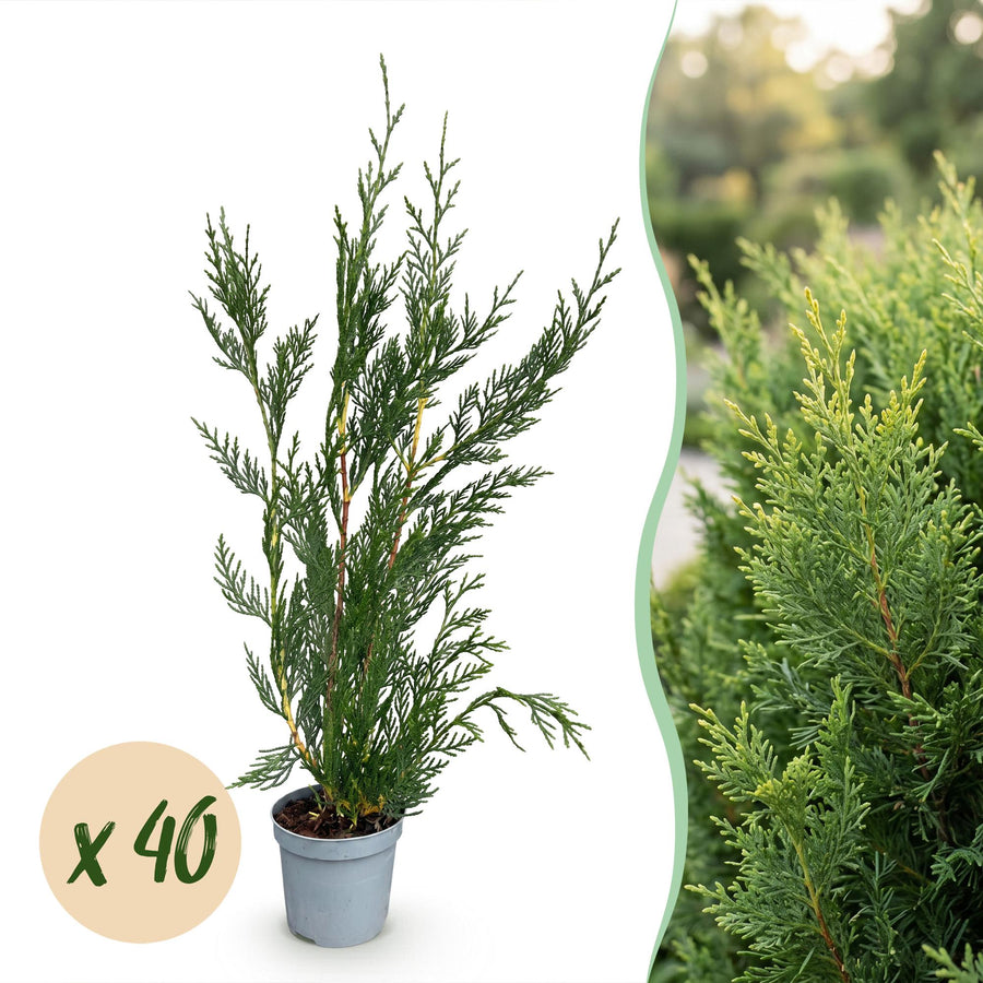40 x Cuprocyparis leylandii '2011' Leyland cypress plants in 9cm pots, 30-40cm tall