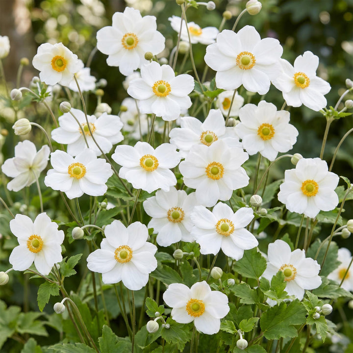 24x Anemone hybrida 'Honorine Jobert' Japanese Anemone - White - 11cm Pot - 15-25cm