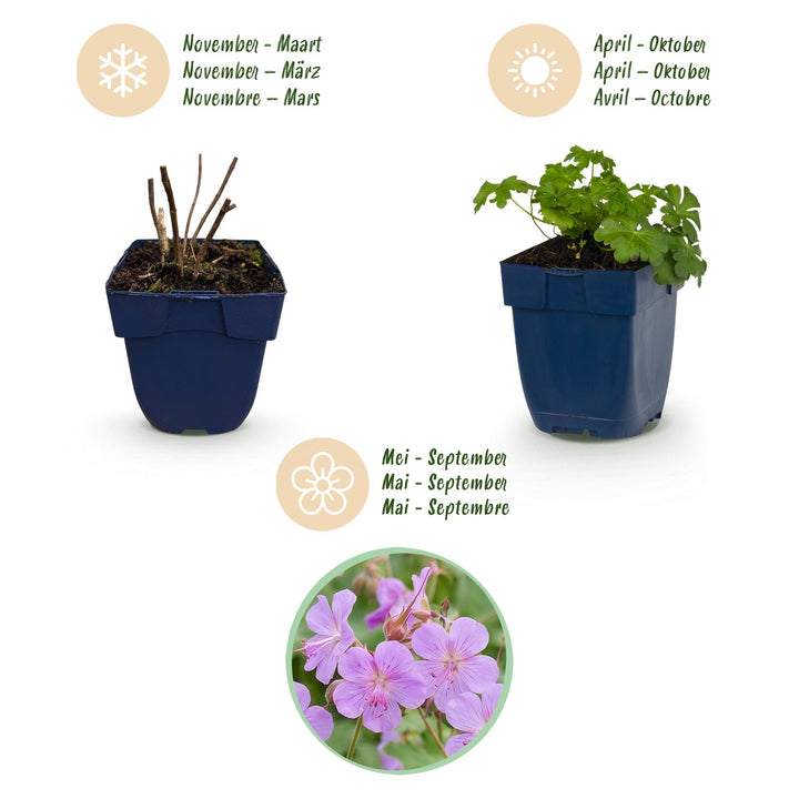 24x Geranium cantabrigiense Cambridge cranesbill in 11cm pots - view 4