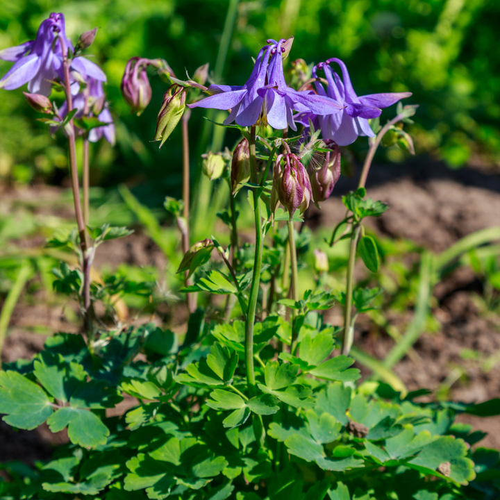 Aquilegia vulgaris with purple nodding flowers and unopened buds, finely divided green foliage, growing in soil border