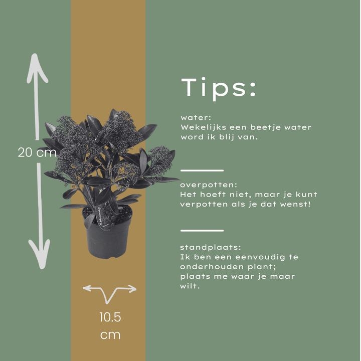 Set of 3 Skimmia 'Rubella' plants in 10.5 cm pots, height 20-25 cm, featuring lush green foliage.