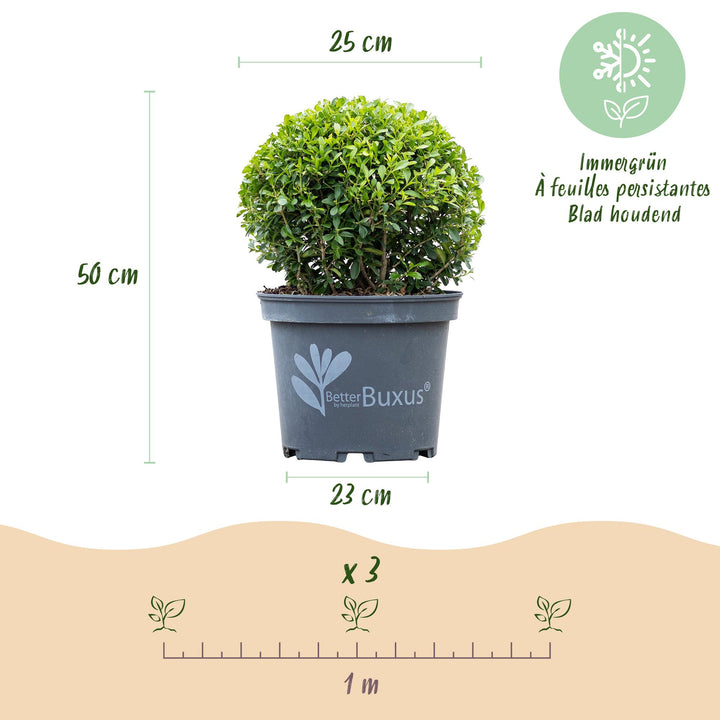 BetterBuxus Skylight box ball 25cm in 23cm pot - view 3