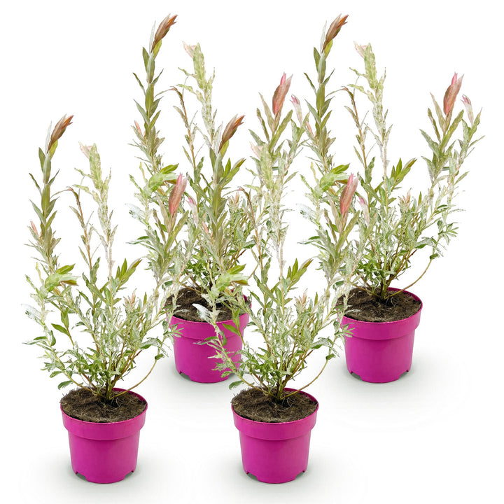 4x Salix integra 'Flamingo' Flamingo Willow in 17cm pots, 40-50cm - view 2