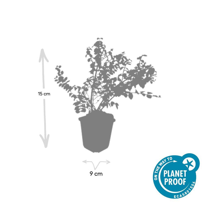 60x Symphoricarpos ch. 'Hancock' - ↕10-25cm - Ø9cm