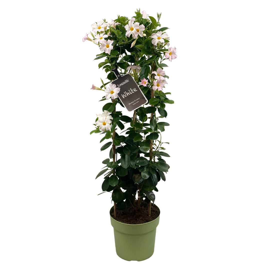 Mandevilla Sundaville White with white and yellow daisy-like flowers, green oval leaves, in pale green pot, approximately…
