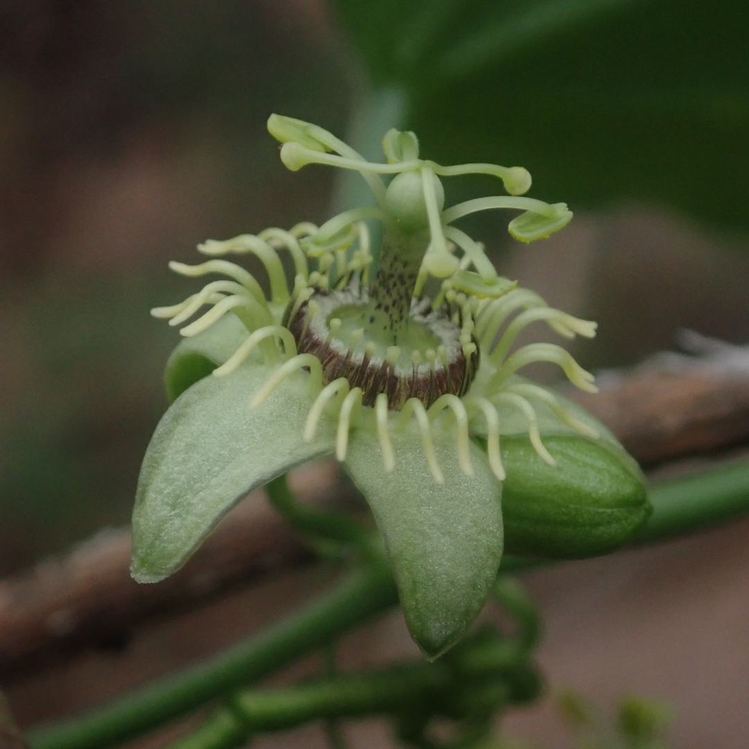 6x Passiflora caerulea ‘Constance Elliott’ – P9 Pot – Elegant White Passion Flower