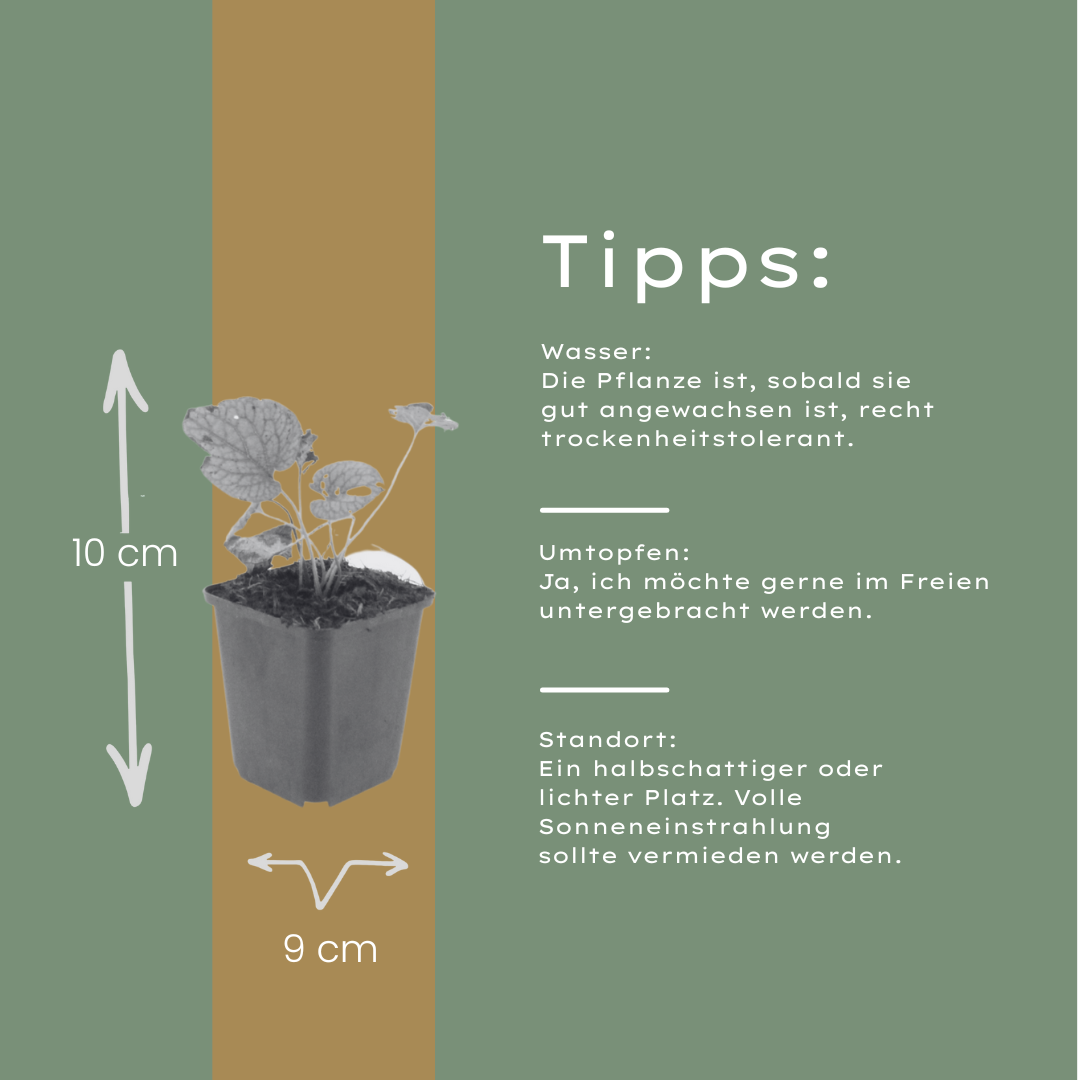 12x Brunnera macr. 'Jack Frost' - ↕10-25cm - Ø9cm