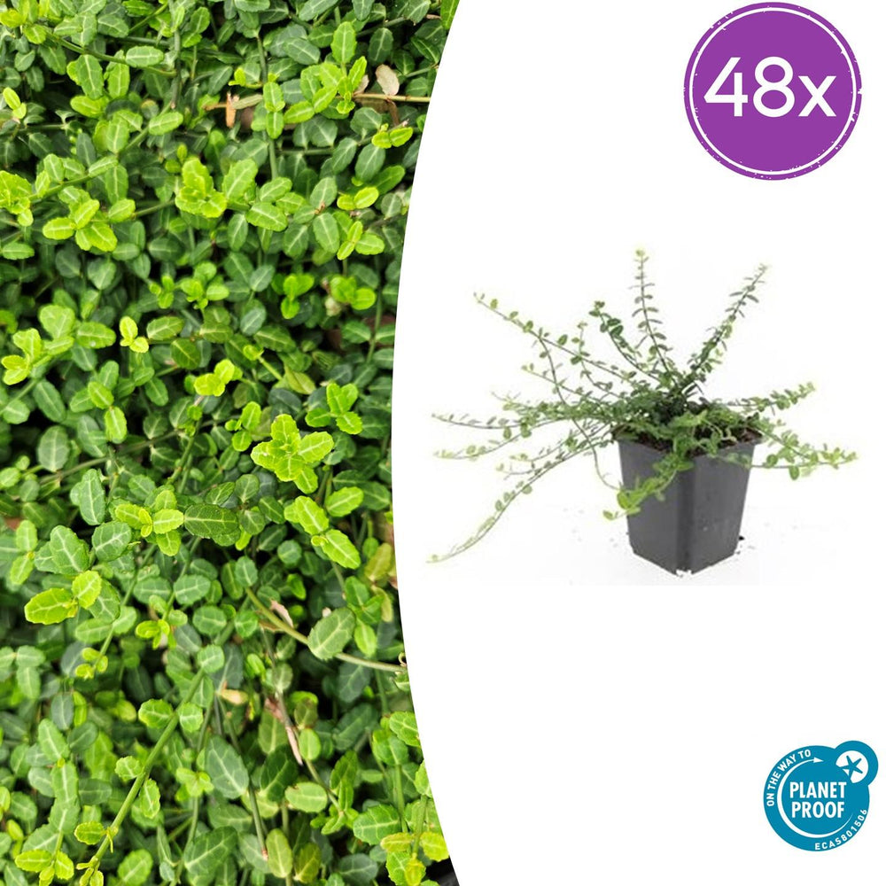 Euonymus fortunei 'Minimus' with tiny bright green oval leaves on thin stems, shown in black pot and as dense foliage…