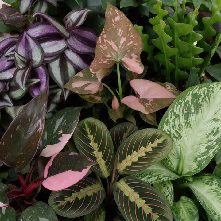 Baby Plants Surprise Box, pack of 6 tropical plants in 6 cm pots, image 4