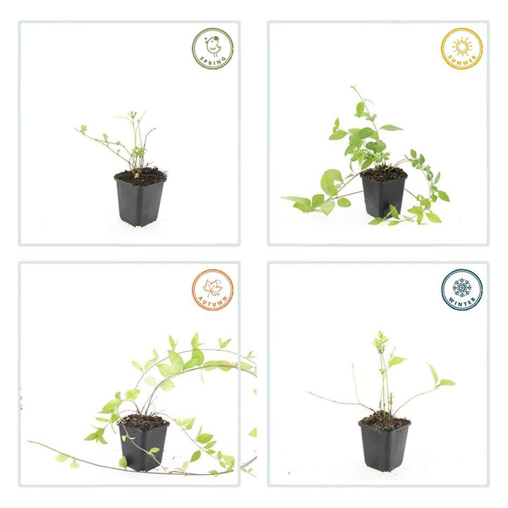 6x Vinca major 'Alba' - ↕10-25cm - Ø9cm