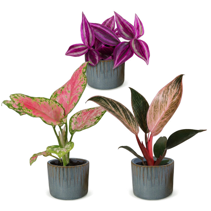 Baby Paradise Mix tropical houseplants, pack of 3 in Ø6cm pots, image 2