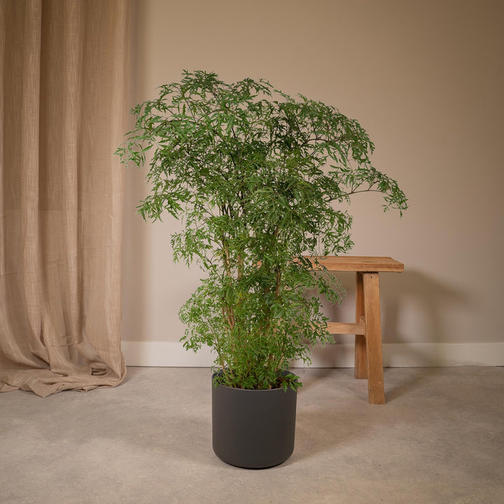 Polyscias Fruticosa (Aralia) - Ø21cm - ↕75cm packed for EU plant delivery from PlantGift.ie