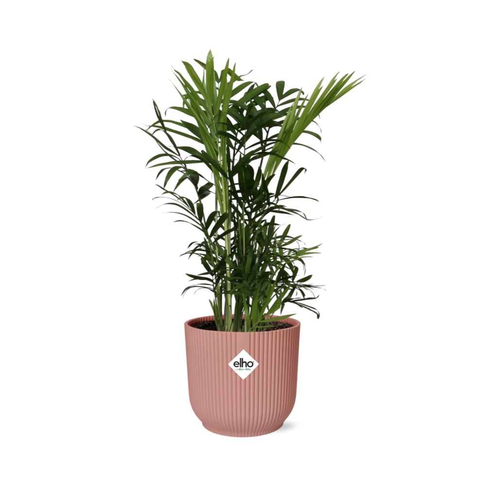 Tropical Plants Collection - Indoor & Outdoor Varieties
