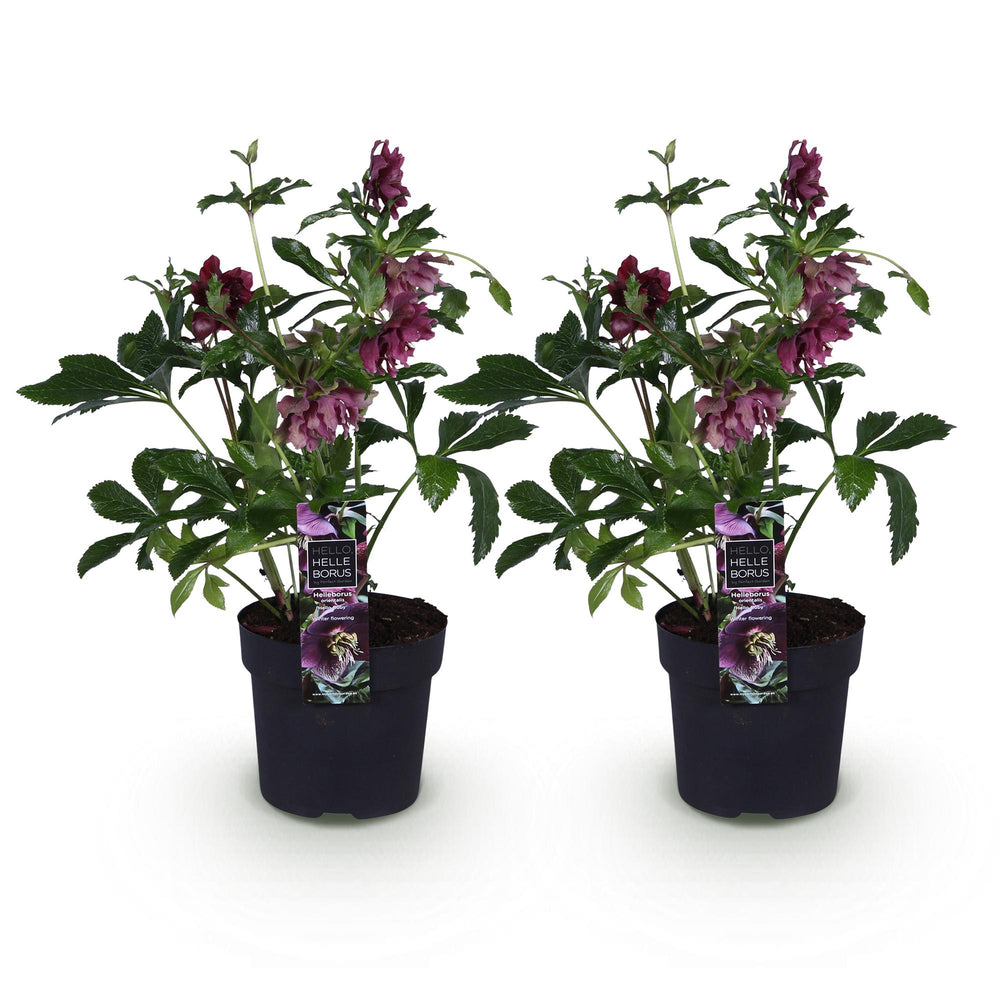 2x Helleborus orientalis 'Double Ellen Red' Lenten Rose in 14cm pots - view 2