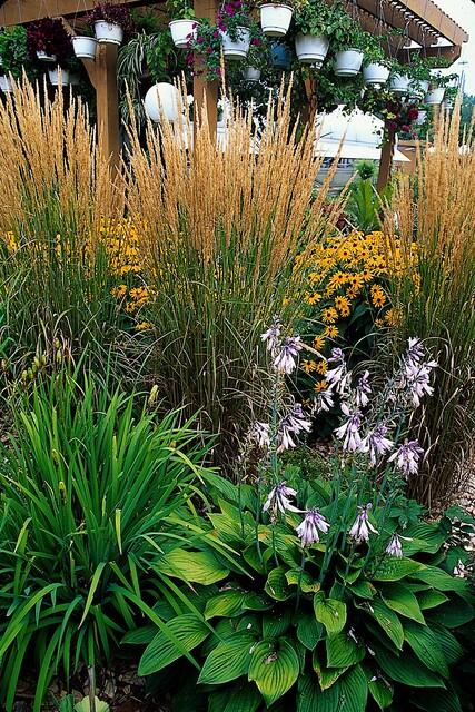 6x Calamagrostis acut. 'Karl Foerster'  - ↕10-25cm - Ø9cm — healthy root ball and nursery pot ready to ship from Ireland