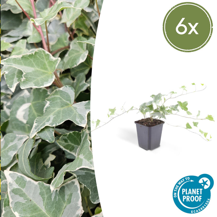 Hedera helix 'Glacier' ivy with variegated green and cream lobed leaves and burgundy stems in grey plastic pot, shown at…