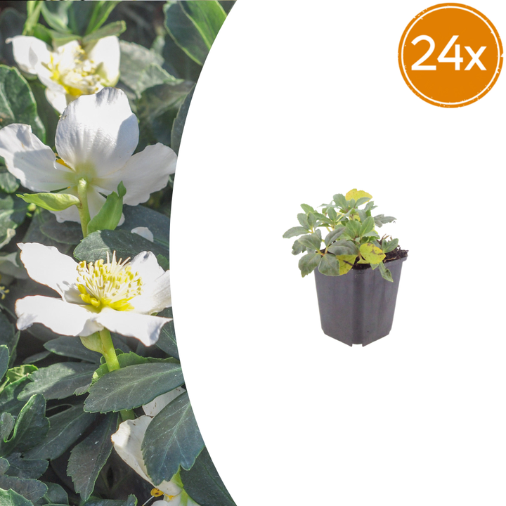 Healthy foliage and strong roots close-up of 24x Helleborus niger - ↕10-25cm - Ø9cm