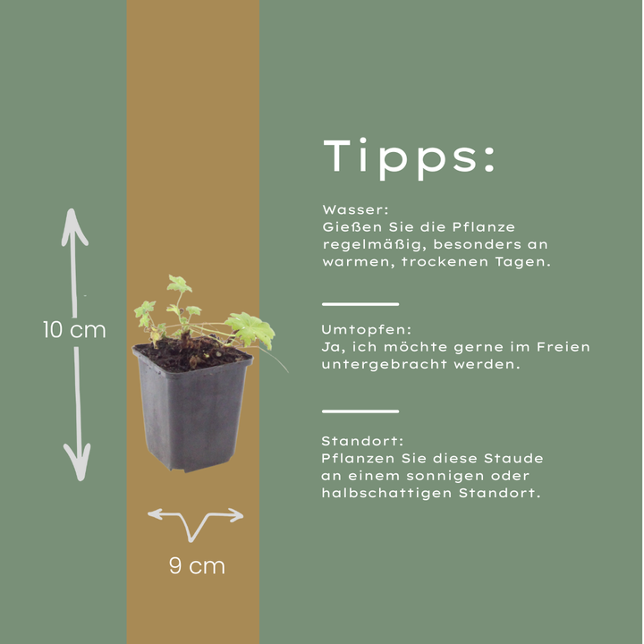 48x Geranium macr. 'White Ness' - ↕10-25cm - Ø9cm