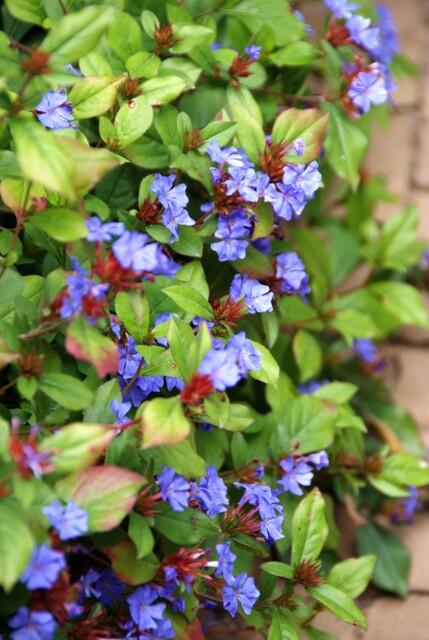 Healthy foliage and strong roots close-up of 24x Ceratostigma plumbaginoides  - ↕10-25cm - Ø9cm
