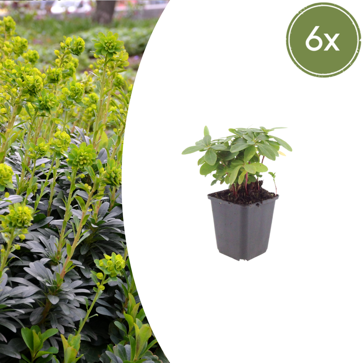 6x Euphorbia amygdal. robbiae - ↕10-25cm - Ø9cm