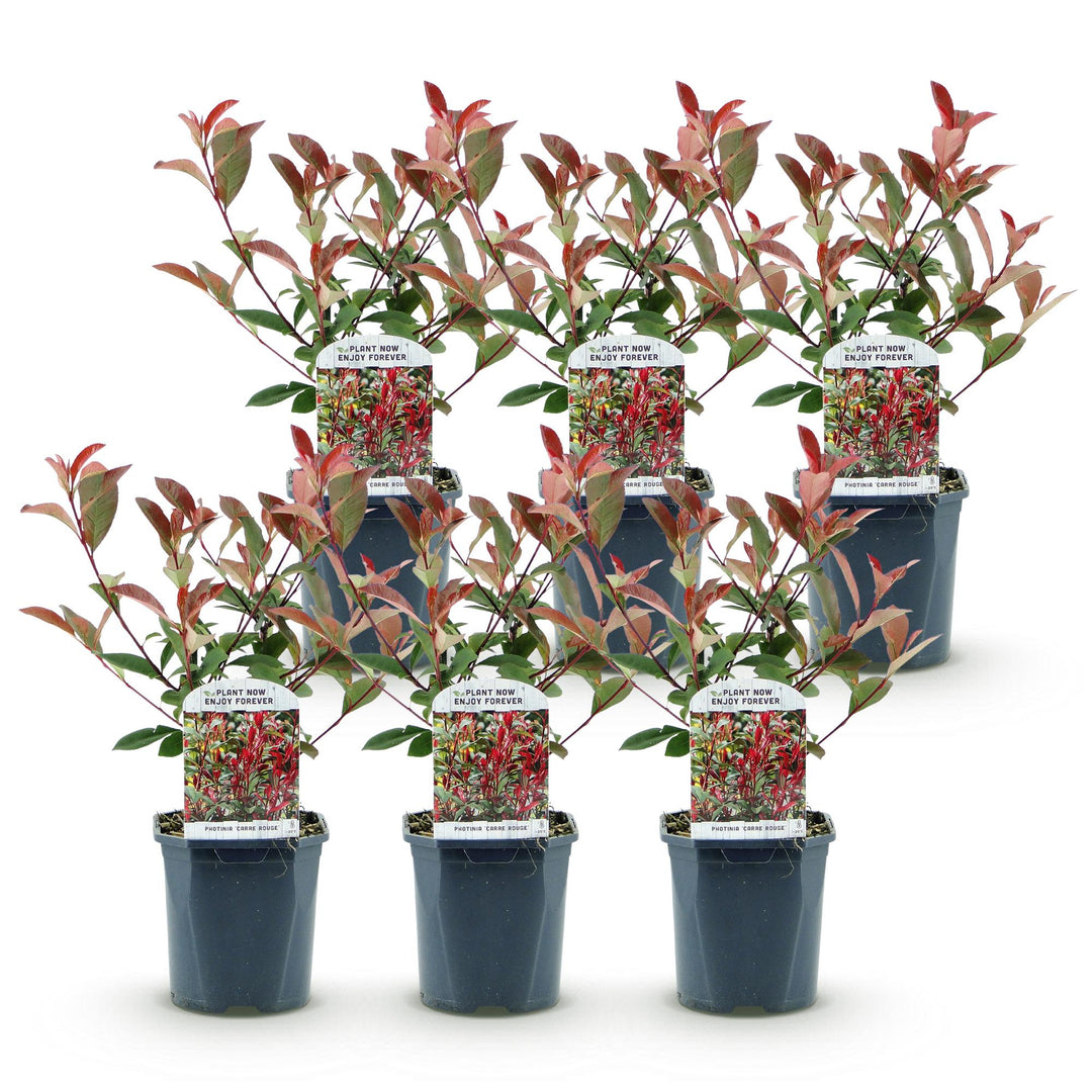 Photinia fraseri Carre Rouge hedge plants, pack of 6, image 2