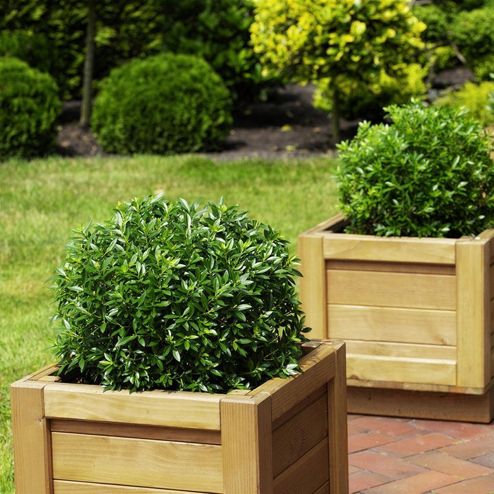 2 Rhododendron Bloombux Light Pink plants in 23cm pots, 45-55cm tall - view 6
