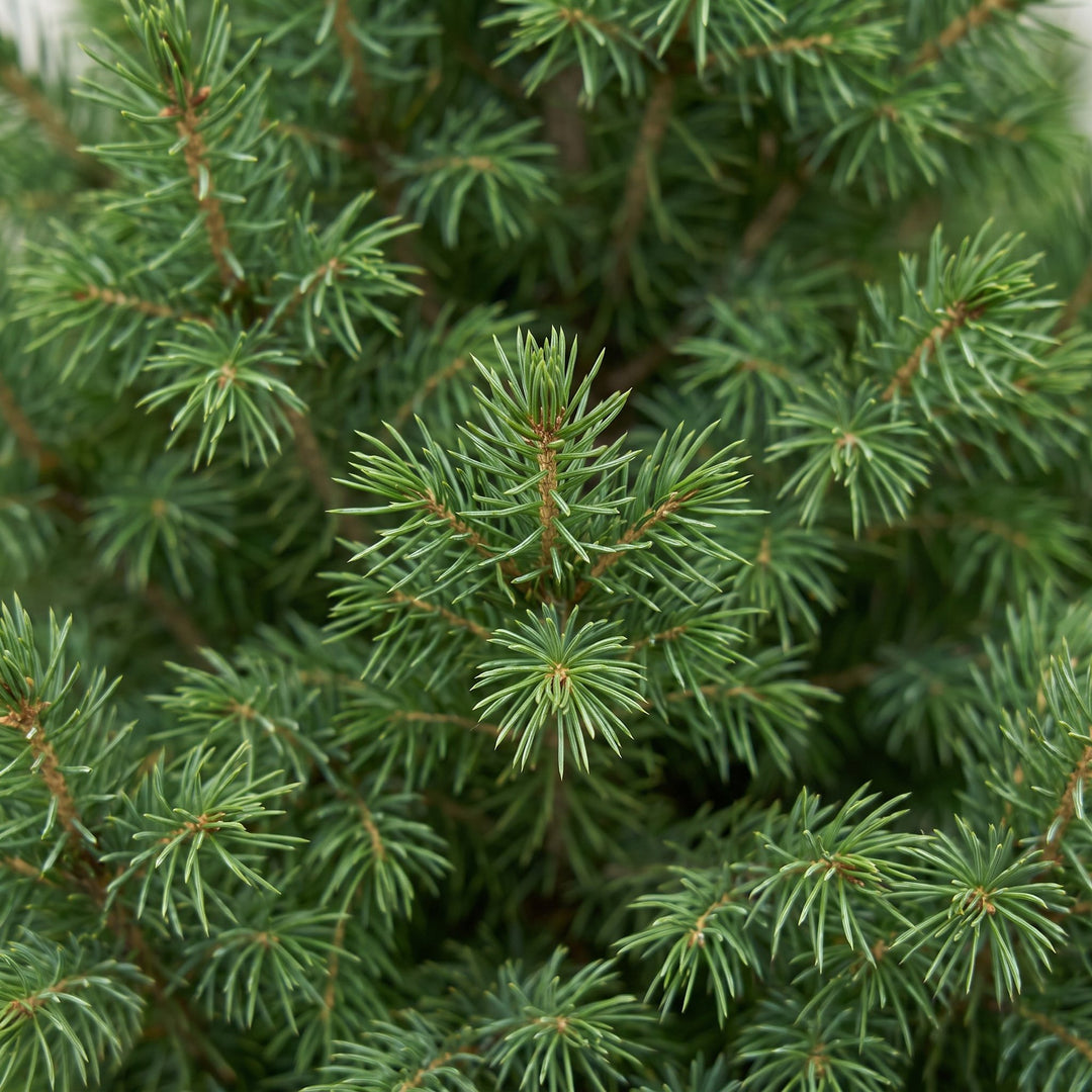 Picea glauca Conica Dwarf Alberta Spruce Christmas tree in 23 cm container, image 4
