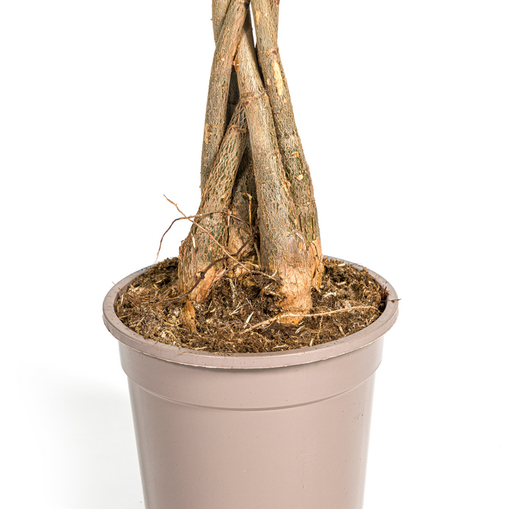 Pachira Aquatica 70-90cm — Money Tree in 19cm pot