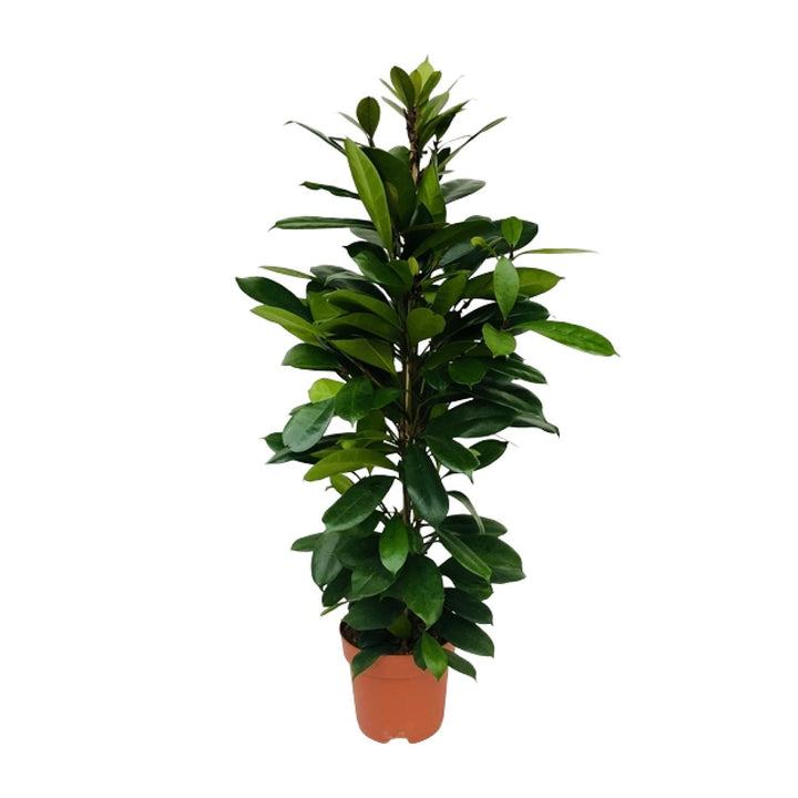 Ficus Cyathistipula with glossy green oval leaves on upright stem in terracotta pot, approximately 105cm tall