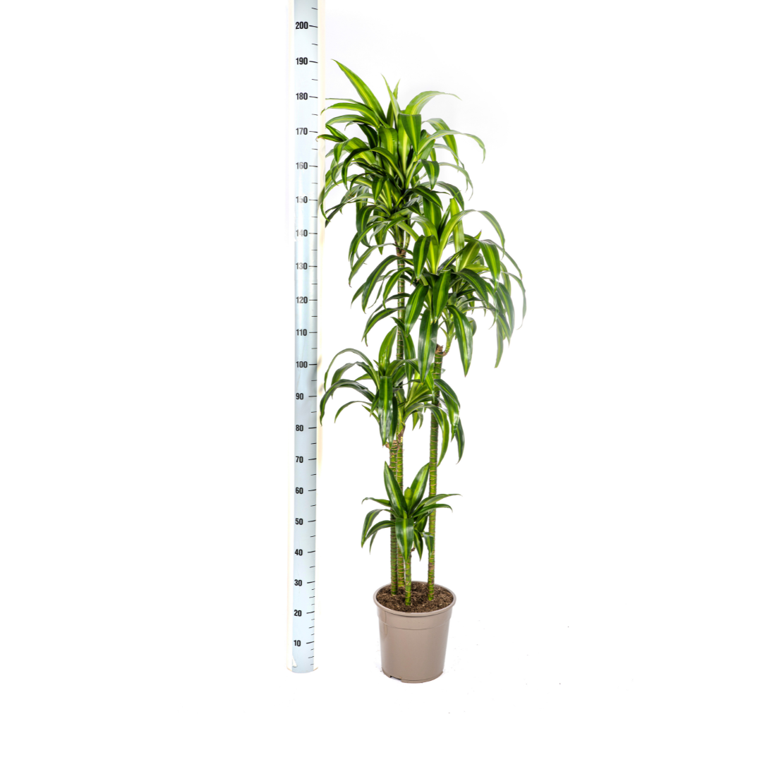 Dracaena Hawaiian Sunshine 170-190cm - Air Purifying Indoor Plant Ø27cm